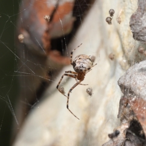 Cryptachaea veruculata at Paddys River, ACT - 1 Feb 2022