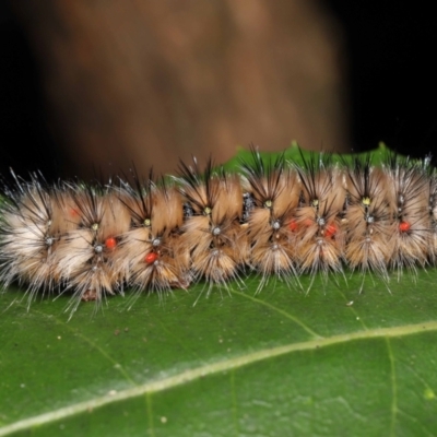 Acari (informal subclass) at Tidbinbilla Nature Reserve - 1 Feb 2022 by TimL