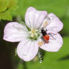 Dindymus versicolor (Harlequin Bug) at Tidbinbilla Nature Reserve - 1 Feb 2022 by TimL