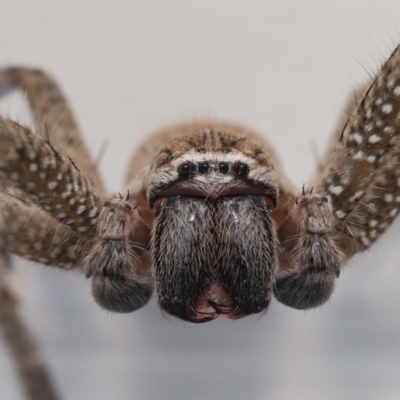 Neosparassus calligaster (Beautiful Badge Huntsman) at Evatt, ACT - 10 Feb 2022 by TimL