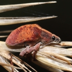 Gonipterus scutellatus at Acton, ACT - 13 Feb 2022 11:11 AM