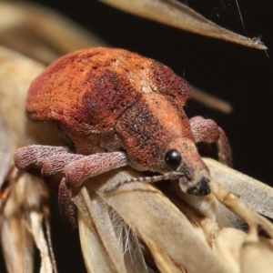 Gonipterus scutellatus at Acton, ACT - 13 Feb 2022