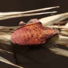 Gonipterus scutellatus at Acton, ACT - 13 Feb 2022 11:11 AM