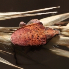 Gonipterus scutellatus at Acton, ACT - 13 Feb 2022