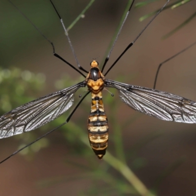 Leptotarsus (Leptotarsus) clavatus (A crane fly) at ANBG - 13 Feb 2022 by TimL