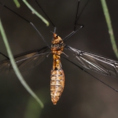 Leptotarsus (Leptotarsus) clavatus at Acton, ACT - 13 Feb 2022