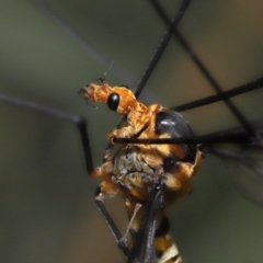 Leptotarsus (Leptotarsus) clavatus at Acton, ACT - 13 Feb 2022