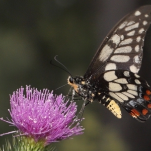 Papilio anactus at Acton, ACT - 13 Feb 2022