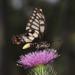 Papilio anactus at Acton, ACT - 13 Feb 2022