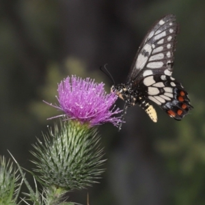 Papilio anactus at Acton, ACT - 13 Feb 2022