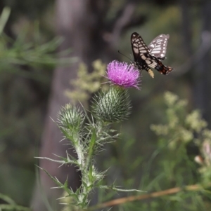 Papilio anactus at Acton, ACT - 13 Feb 2022