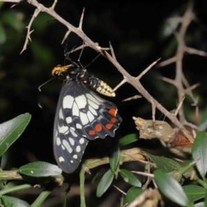 Papilio anactus at Acton, ACT - suppressed