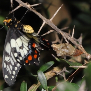 Papilio anactus at Acton, ACT - suppressed