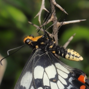 Papilio anactus at Acton, ACT - suppressed