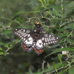 Papilio anactus (Dainty Swallowtail) at Acton, ACT - 13 Feb 2022 by TimL