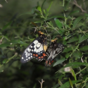 Papilio anactus at Acton, ACT - suppressed