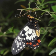 Papilio anactus at Acton, ACT - suppressed