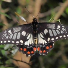 Papilio anactus at Acton, ACT - suppressed