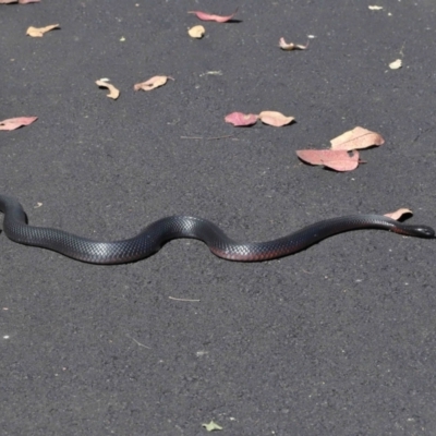 Pseudechis porphyriacus (Red-bellied Black Snake) at Tidbinbilla Nature Reserve - 15 Feb 2022 by TimL