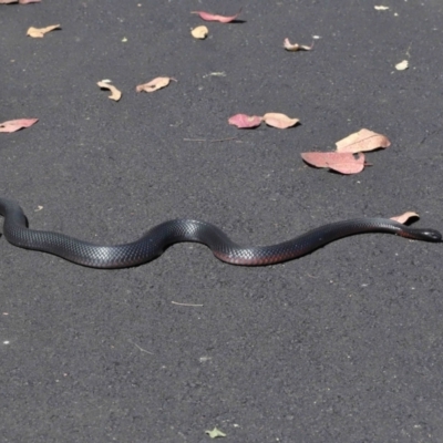 Pseudechis porphyriacus (Red-bellied Black Snake) at Paddys River, ACT - 15 Feb 2022 by TimL