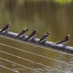 Hirundo neoxena (Welcome Swallow) at Tidbinbilla Nature Reserve - 15 Feb 2022 by TimL