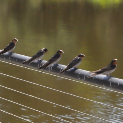 Hirundo neoxena (Welcome Swallow) at Paddys River, ACT - 15 Feb 2022 by TimL
