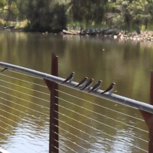 Hirundo neoxena at Paddys River, ACT - 15 Feb 2022 11:52 AM