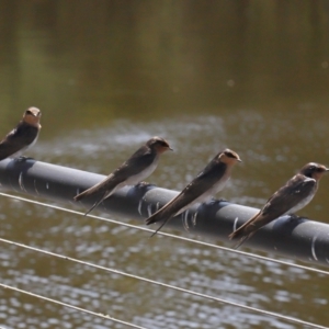 Hirundo neoxena at Paddys River, ACT - 15 Feb 2022 11:52 AM