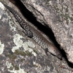 Egernia cunninghami (Cunningham's Skink) at Tidbinbilla Nature Reserve - 15 Feb 2022 by TimL