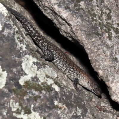 Egernia cunninghami (Cunningham's Skink) at Paddys River, ACT - 15 Feb 2022 by TimL