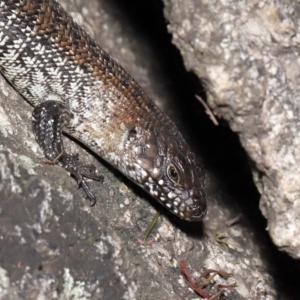 Egernia cunninghami at Paddys River, ACT - 15 Feb 2022 11:36 AM