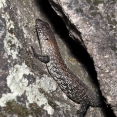 Egernia cunninghami at Paddys River, ACT - 15 Feb 2022