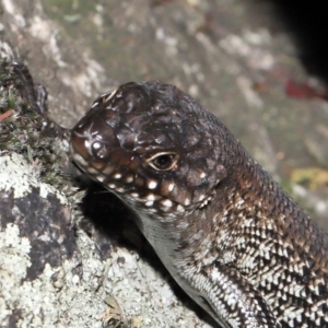 Egernia cunninghami at Paddys River, ACT - 15 Feb 2022 11:36 AM