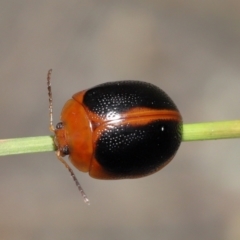 Dicranosterna immaculata (Acacia leaf beetle) at Paddys River, ACT - 14 Feb 2022 by TimL