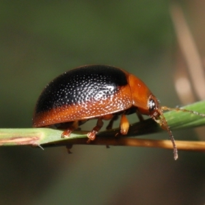 Dicranosterna immaculata at Paddys River, ACT - 15 Feb 2022