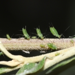 Aphididae (family) (Unidentified aphid) at Acton, ACT - 13 Feb 2022 by TimL