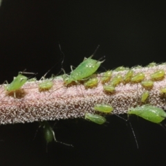 Aphididae (family) at Acton, ACT - 13 Feb 2022