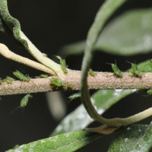 Aphididae (family) at Acton, ACT - 13 Feb 2022