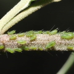 Aphididae (family) at Acton, ACT - 13 Feb 2022