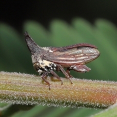 Ceraon vitta (Treehopper) at ANBG - 18 Feb 2022 by TimL