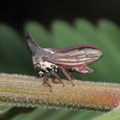Ceraon vitta (Treehopper) at Acton, ACT - 18 Feb 2022 by TimL