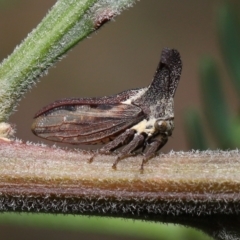 Ceraon sp. (genus) at Acton, ACT - 18 Feb 2022