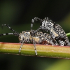 Ancita marginicollis (A longhorn beetle) at Acton, ACT - 18 Feb 2022 by TimL
