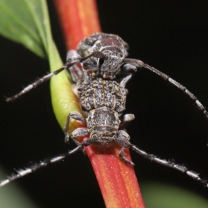 Ancita sp. (genus) at ANBG - 18 Feb 2022