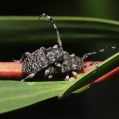 Ancita sp. (genus) at ANBG - 18 Feb 2022