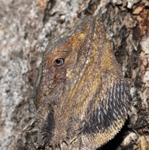 Pogona barbata at Acton, ACT - suppressed