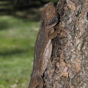 Pogona barbata at Acton, ACT - suppressed