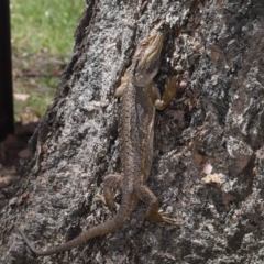 Pogona barbata at Acton, ACT - suppressed