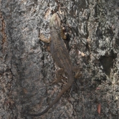 Pogona barbata at Acton, ACT - suppressed