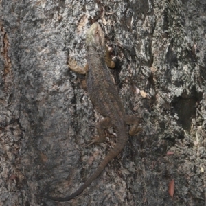 Pogona barbata at Acton, ACT - suppressed